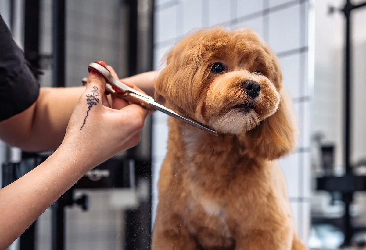 Pet grooming appointment scene